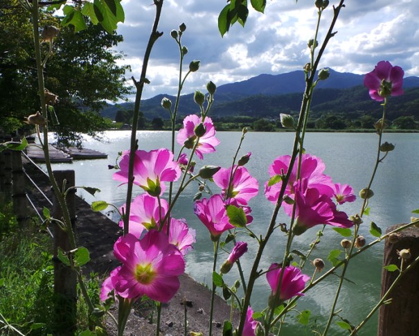 Le Japon en juillet, bonne ou mauvaise idée ?