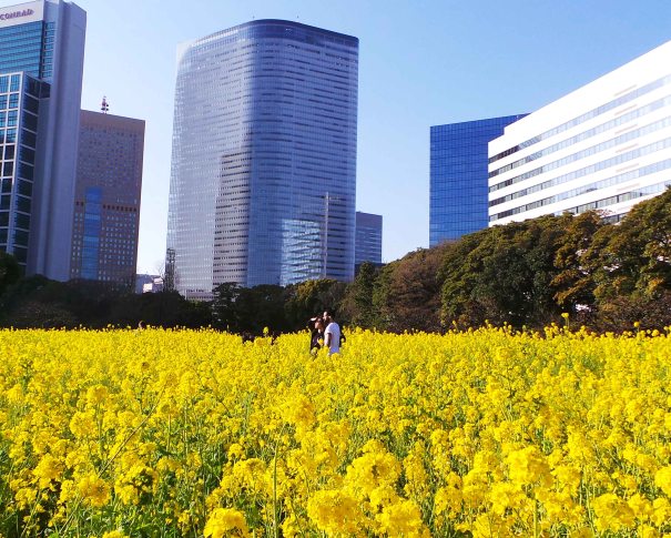 Idée de balade à Tokyo : Balade dans le jardin Hama-Rikyū à Tokyo, Japon