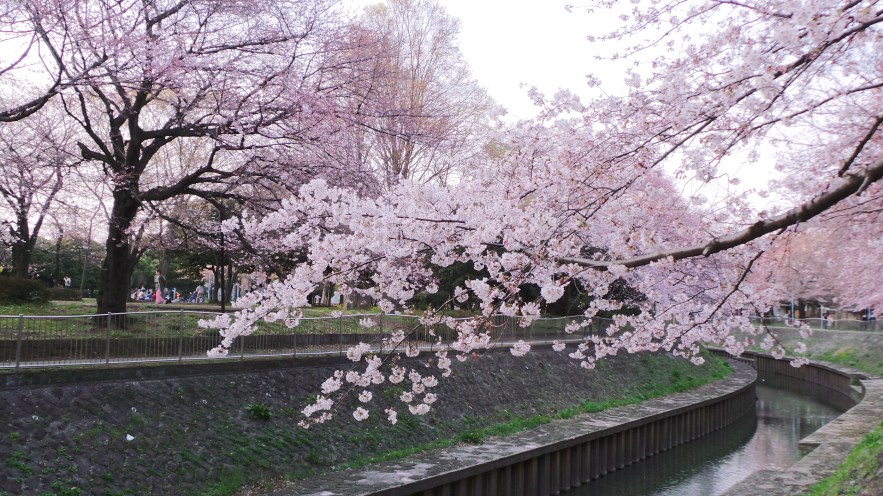 Sakura le long de la rivière Zenpukuji à Tokyo, Japon.