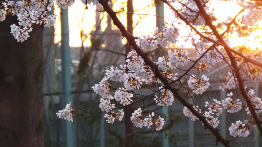 Sakura en fleurs au coucher du soleil loin de la foule à Tokyo, Japon.