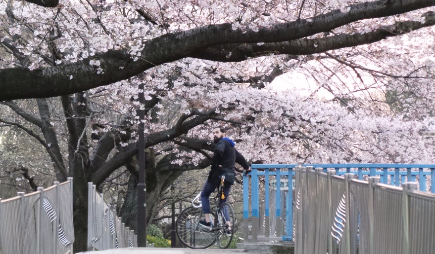 À vélo sous les sakura à Tokyo, Japon.