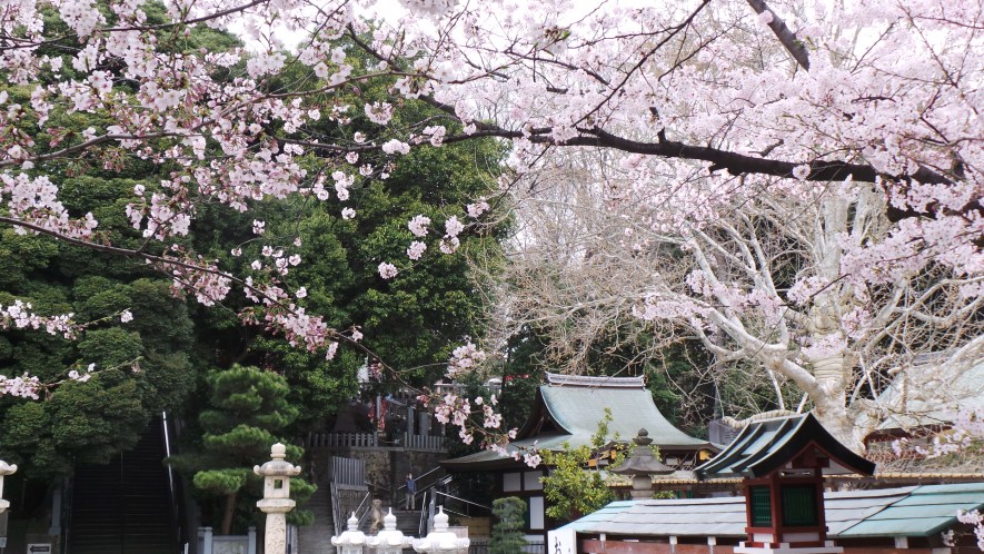 Sakura en fleurs dans un temple à Tokyo, Japon.