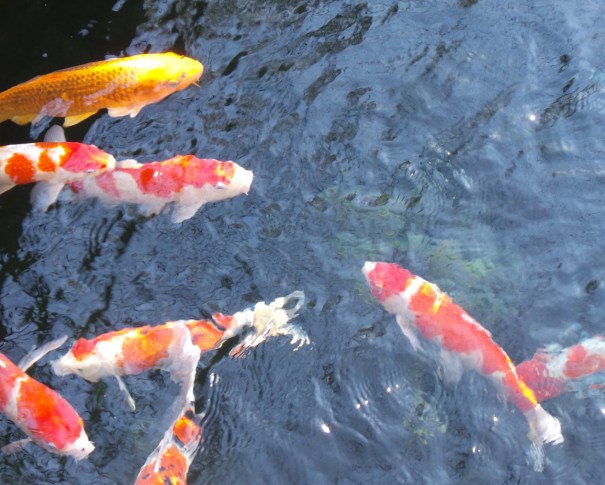 Tokyo en working holiday