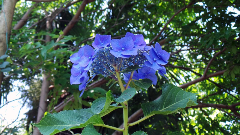 Une fleur bleue dans la forêt de Totoro près de Tokyo.