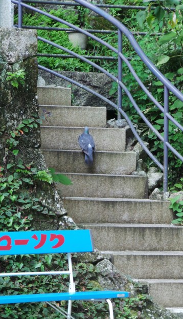Visite guidée du temple Nanzoin à Fukuoka par Léon le pigeon.