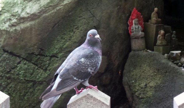Visite guidée du temple Nanzoin à Fukuoka par Léon le pigeon.