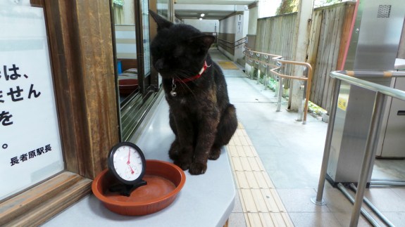 Chat de la gare Kidonanzoinmae à Fukuoka pour visiter le temple Nanzoin
