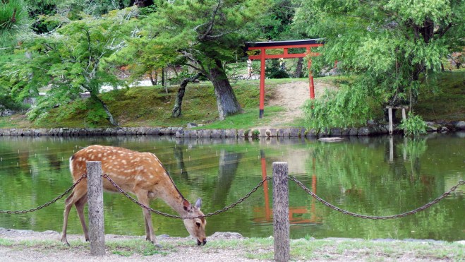 Biche devant un torii à Nara, Japon.