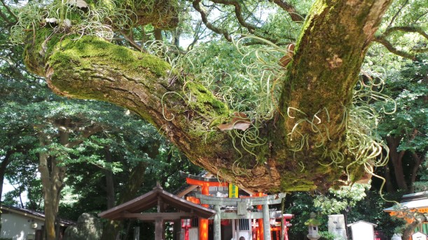 Visite de Fukuoka : le sanctuaire Sumiyoshi à Hakata