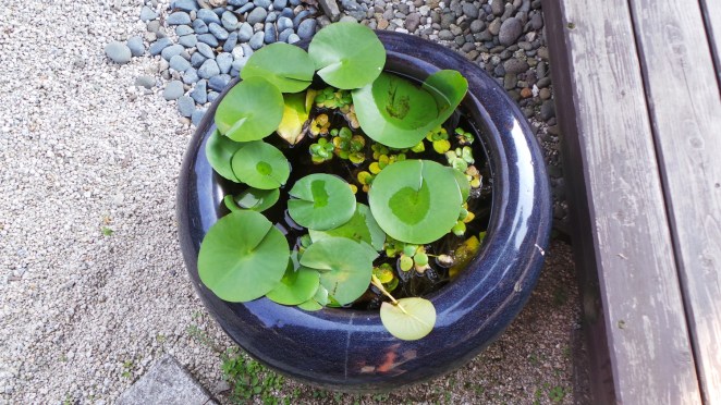 Belle plante dans le jardin du temple Kaidan-in à Dazaifu, Fukuoka