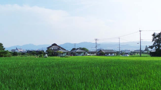 Les belles rizières de Dazaifu, dans la campagne de Fukuoka