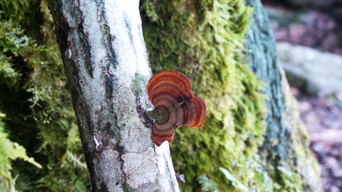 Les magnifiques arbres de l'île de Yakushima, Japon.