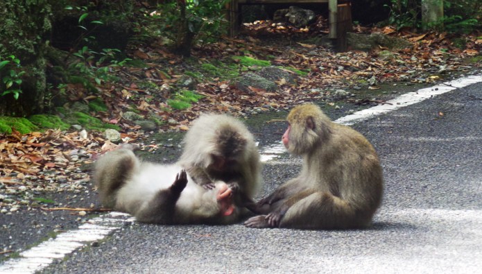 Des singes se font des papouilles sur la route, île de Yakushima, Japon.