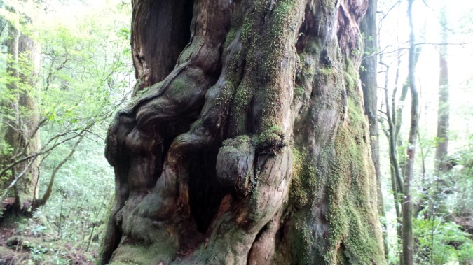 L'arbre Buddhasug à Yakusugi land sur l'île de Yakushima, Japon.
