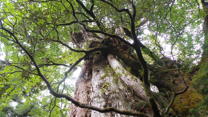 Le cèdre kigensugi vieux de 3000 ans, sur l'île de Yakushima, Japon.