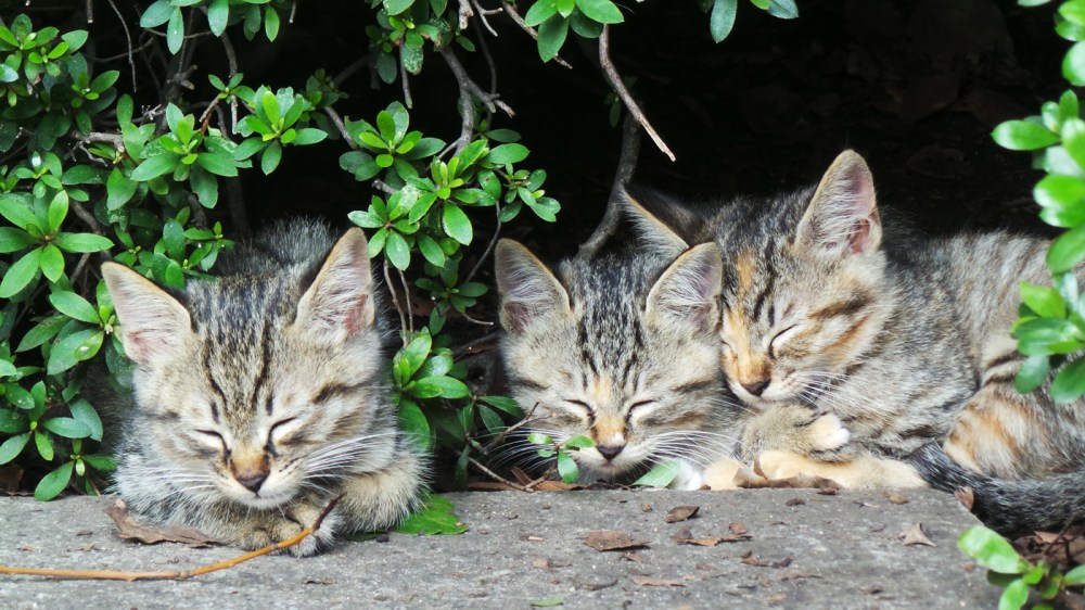 Chatons endormis dans le parc du mémorial de la paix, Hiroshima, Japon.