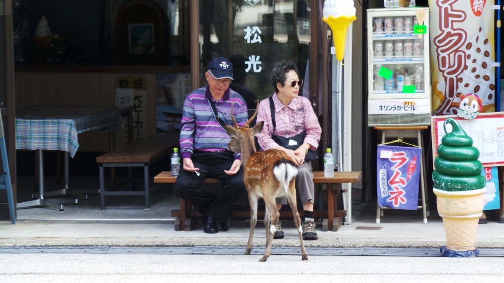 Les biches affamées de la petite île de Miyajima, Japon.