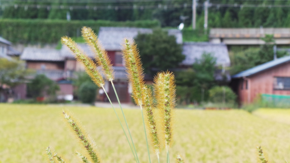 Japon rural, champs et rizières sur les bords du lac Biwa, Kyoto, Japon.