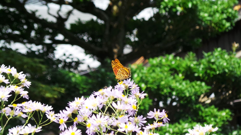 Papillon sur des fleurs à Kyoto, Japon.
