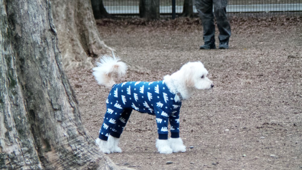 Un dimanche dans le parc Yoyogi à Tokyo, Japon.