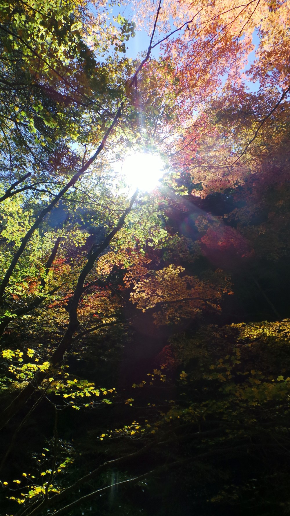 Randonnée dans les gorges de Nishizawa près de Tokyo, Japon.