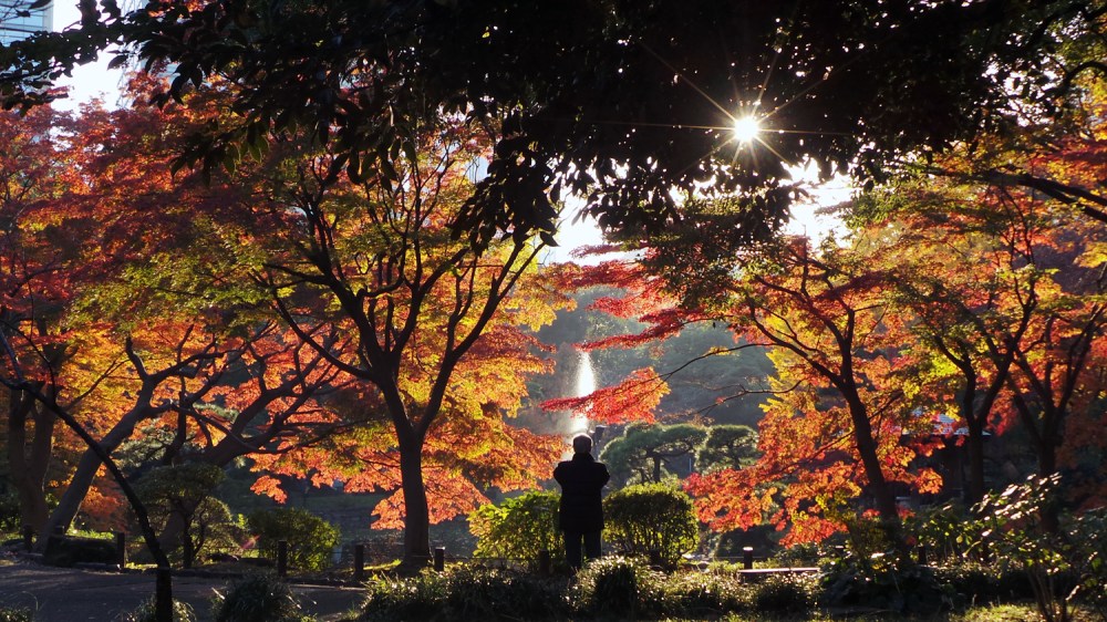 Koyo ou les couleurs de l'automne au parc Hibiya, Tokyo, Japon.