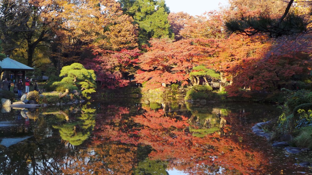 Koyo ou les couleurs de l'automne au parc Hibiya, Tokyo, Japon.