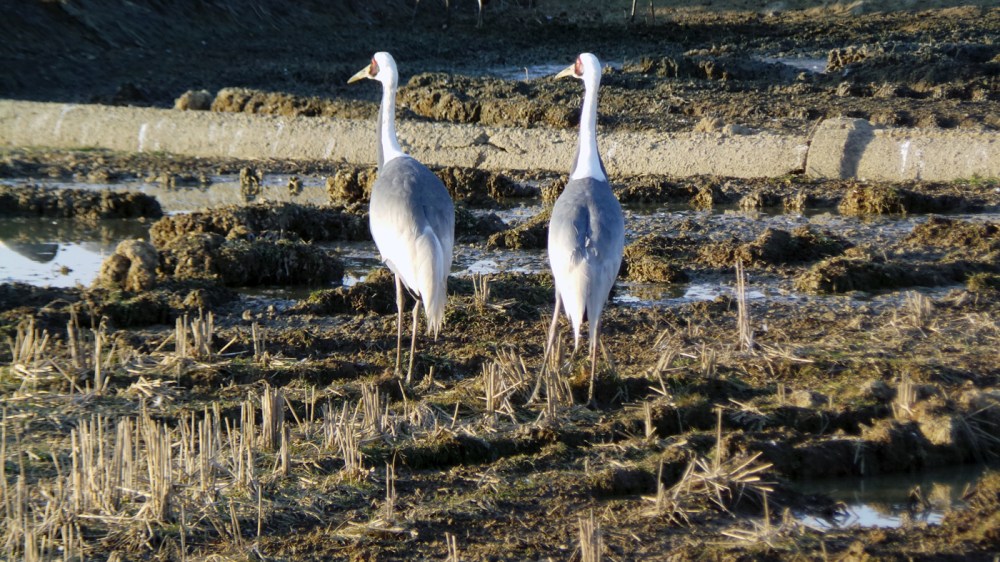 Centre d'observation des grues à Izumi, Kyushu, Japon.