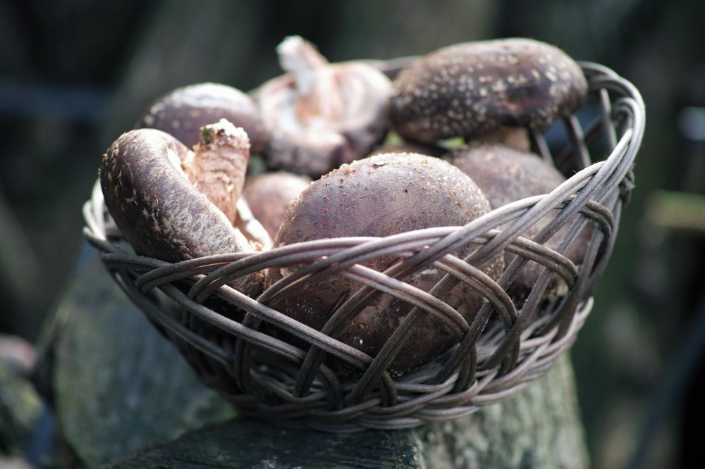 Ramassage de shiitake au Japon.