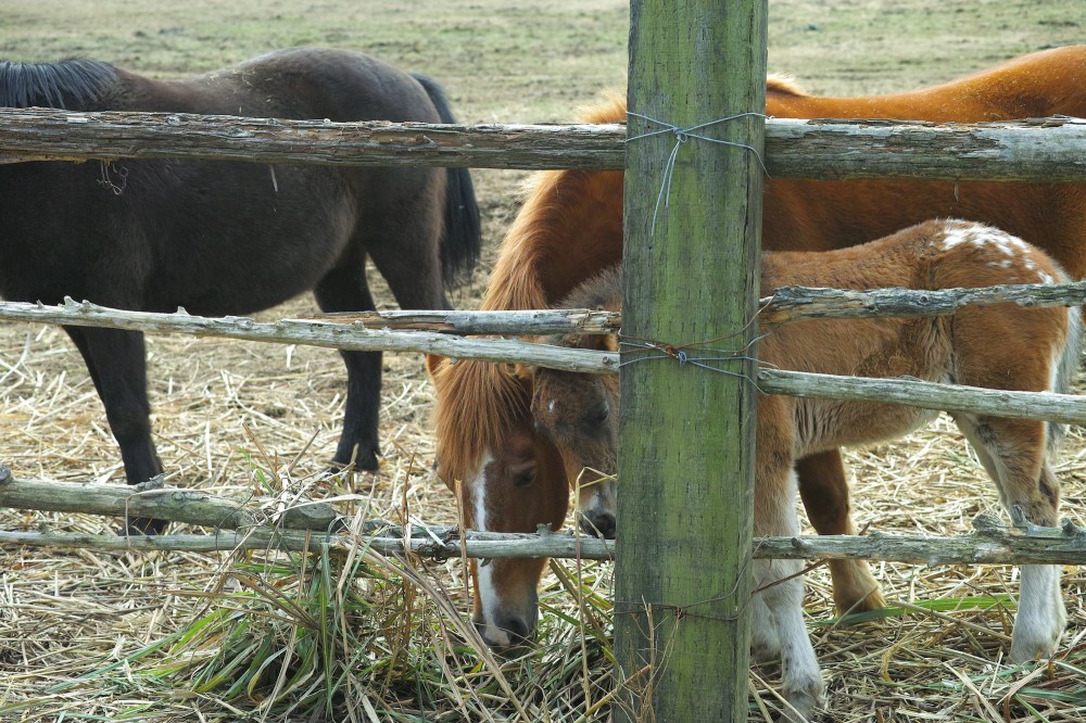 Séjour dans la campagne japonaise avec les animaux.