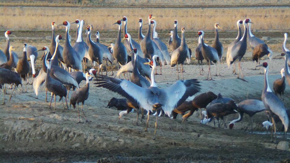 Observer des grues à Izumi, Kyushu, Japon.