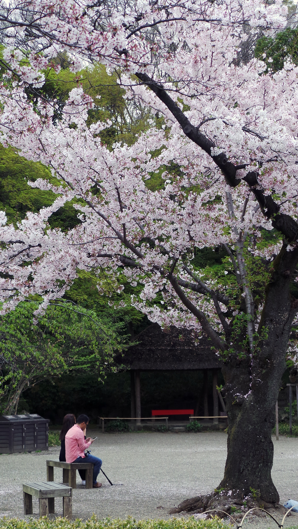 Koishikawa Korakuen, un jardin à visiter au moment des sakura, Tokyo, Japon.