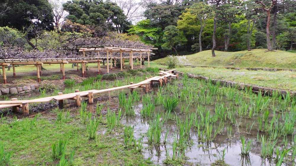 Les rizières du jardin Koishikawa Korakuen, Tokyo, Japon.
