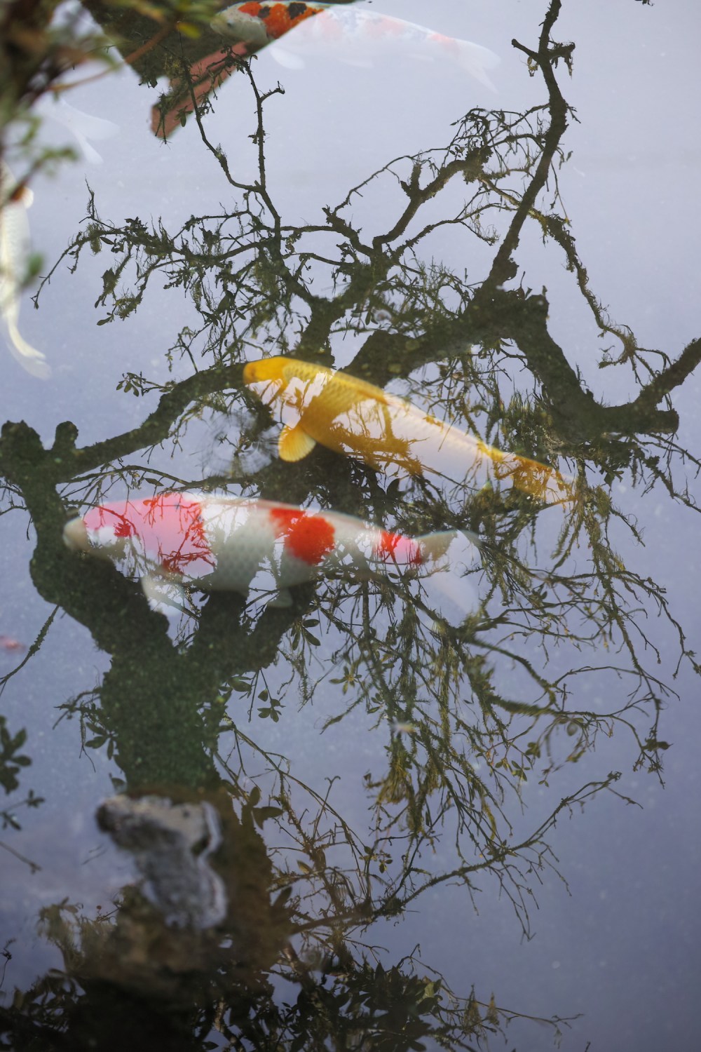 Carpes koi dans le jardin traditionnel japonais d'une maison kabuto zukuri dans les montagnes Shizuoka, Japon.