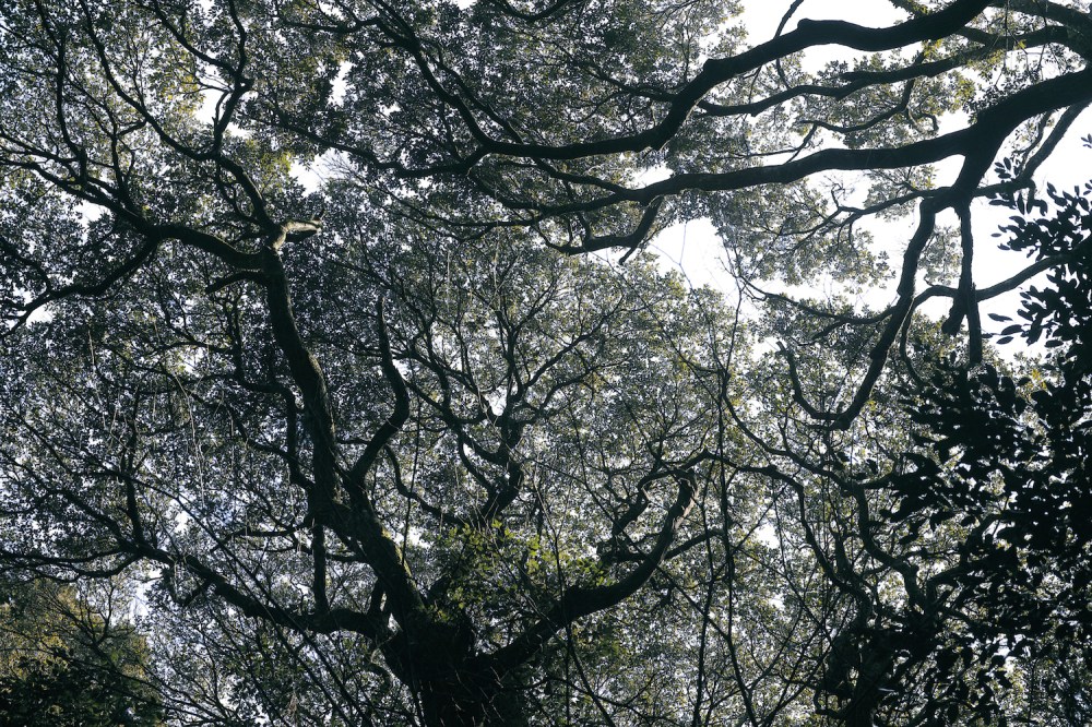 Les arbres du sanctuaire Kashima Jingu, près de Tokyo, Japon.