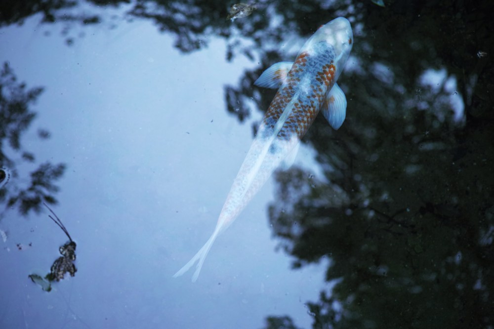 Carpe koi bleu au sanctuaire Kashima Jingu, près de Tokyo, Japon.