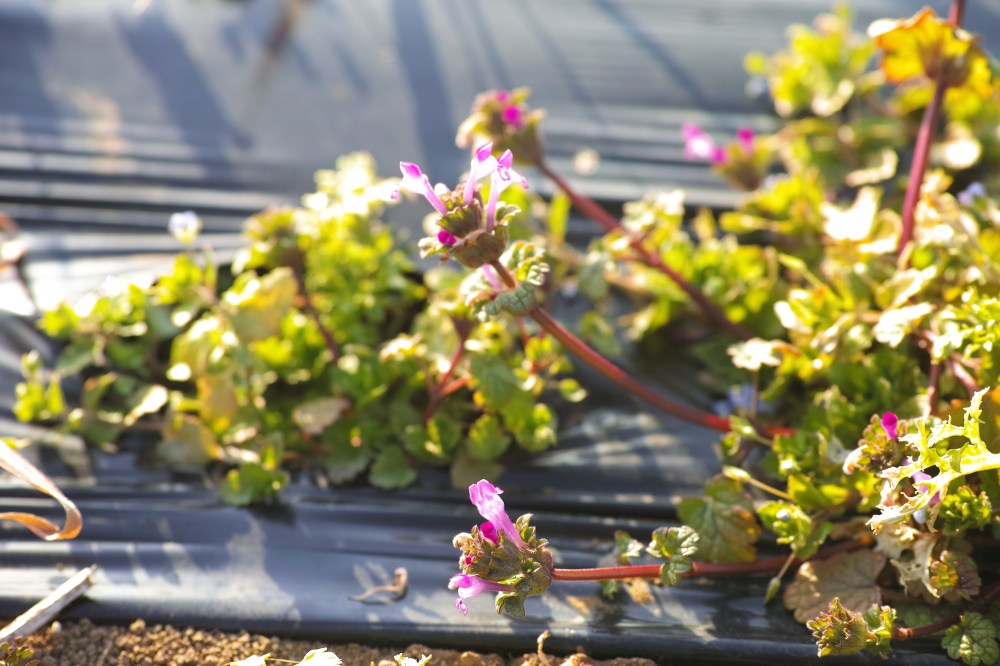 Salade bio dans les champs à Kashima, près de Tokyo, Japon.