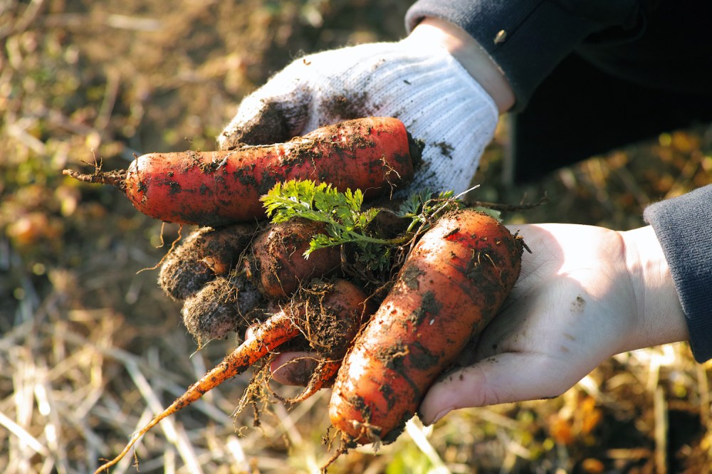 Cueillette de carottes bio dans les champs à Kashima, près de Tokyo, Japon.