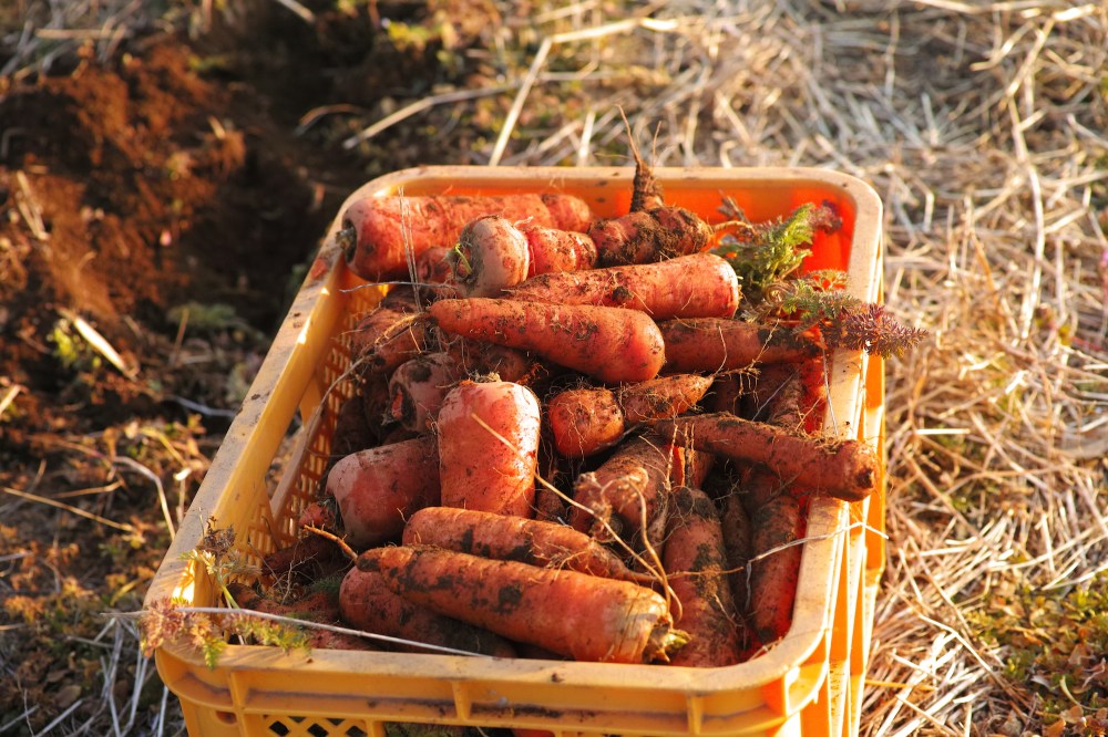 Cueillette de carottes dans les champs à Kashima, près de Tokyo, Japon.