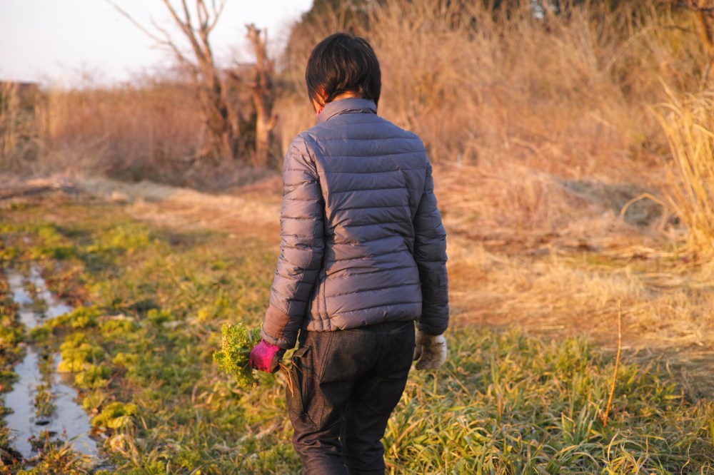 Cueillette de carottes dans les champs à Kashima, près de Tokyo, Japon.