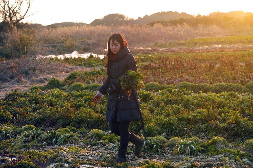 Cueillette de salades dans les champs à Kashima, près de Tokyo, Japon.