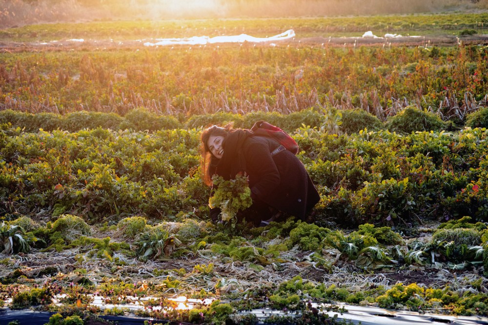 Cueillette de salades dans les champs à Kashima, près de Tokyo, Japon.