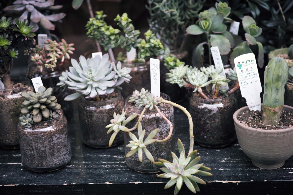 Visiter le quartier de Shimokitazawa à Tokyo