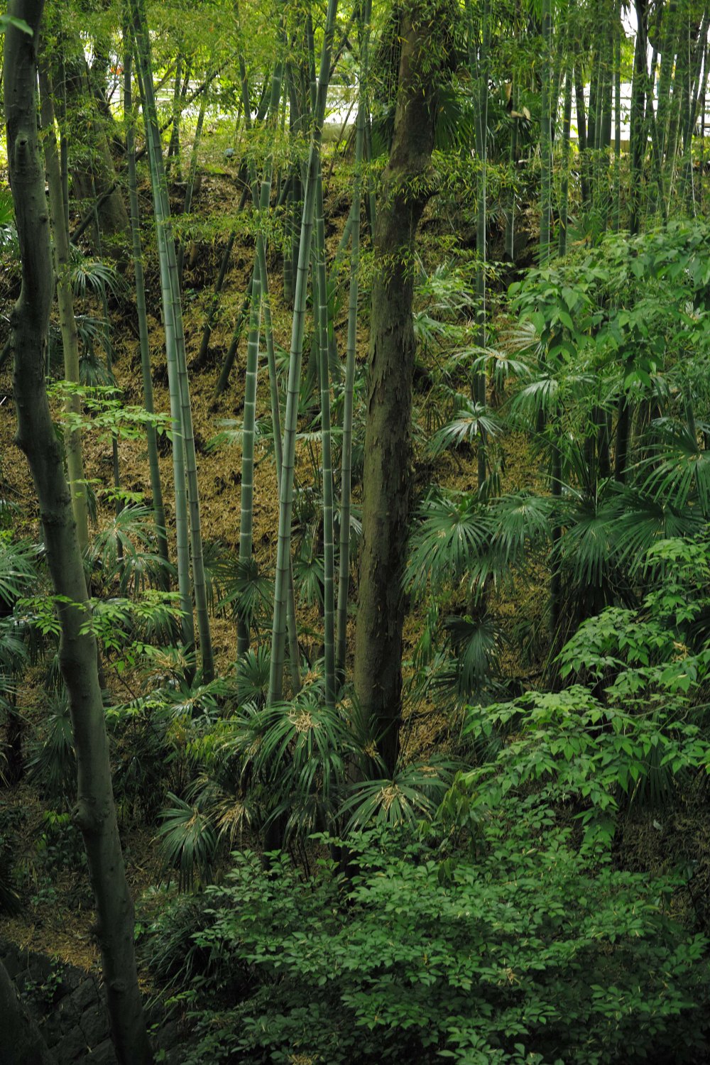 La vallée de Todoroki, la forêt à Tokyo dans le quartier de Setagaya 