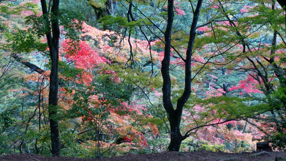Koyo, les couleurs de l'automne à Takayama, Japon 