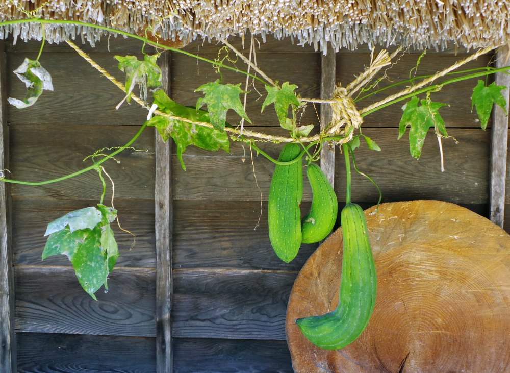 Visiter le village de Shirakawago dans les Alpes Japonaises, Japon