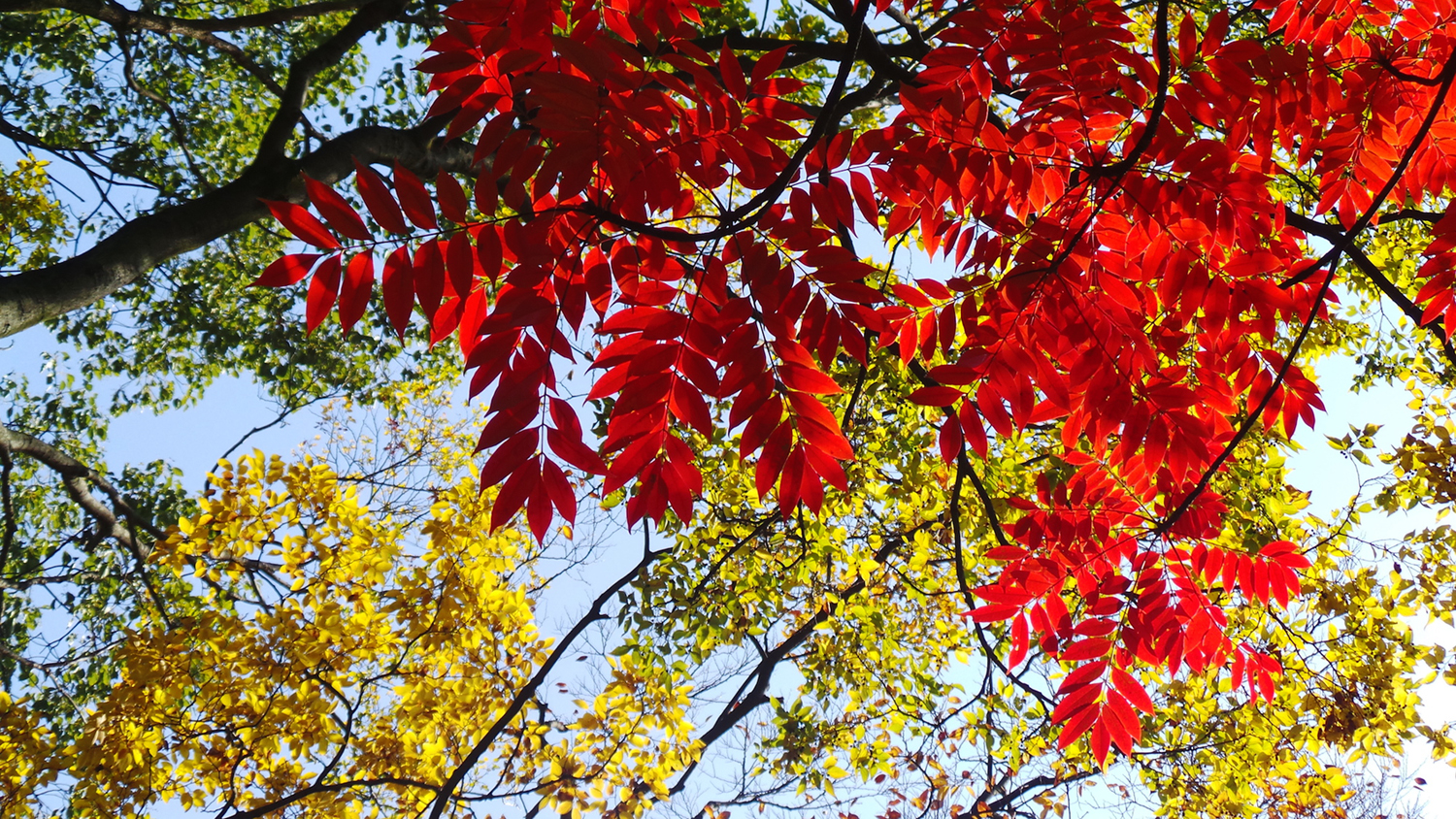 Où voir les couleurs de l'automne à Tokyo ?