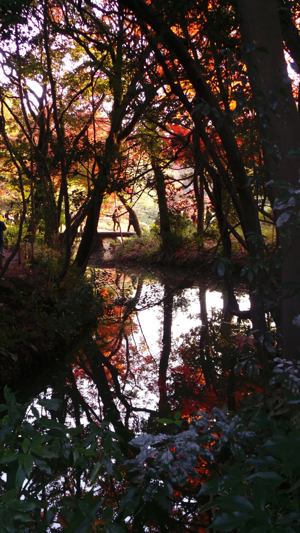 Parc où profiter des couleurs de l'automne à Tokyo, Japon 